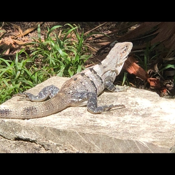 Meet your Posher, Josie - Picture 3 of 4